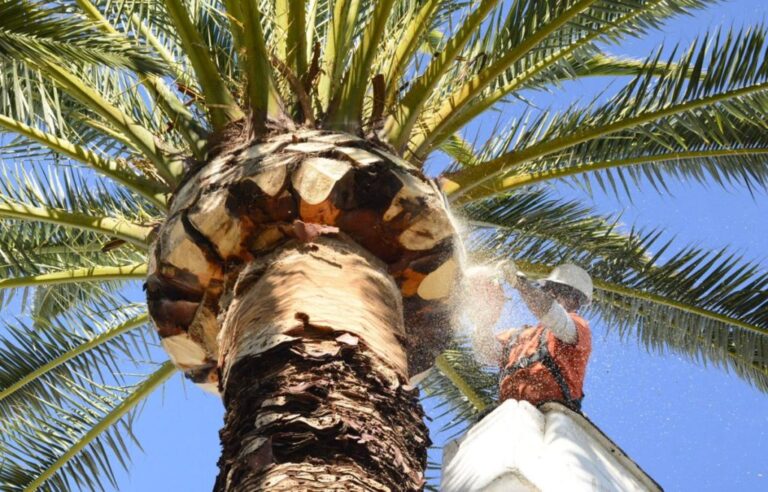 How do you keep palm trees healthy?
